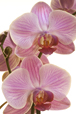 Orchids